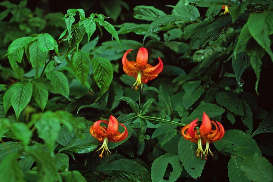 Credit: Charles T. Bryson, USDA Agricultural Research Service, Bugwood.org