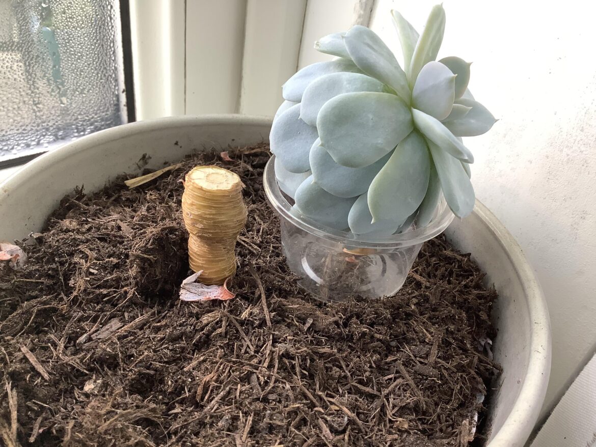 Echeveria Blue Star Post Beheading