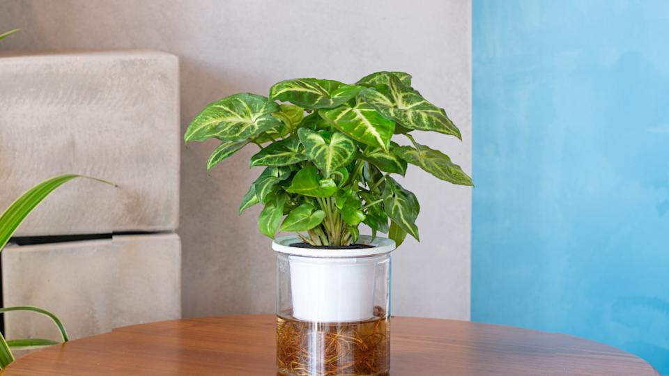 Arrowhead PlantMid Photographer &sol; Shutterstock&period;com
