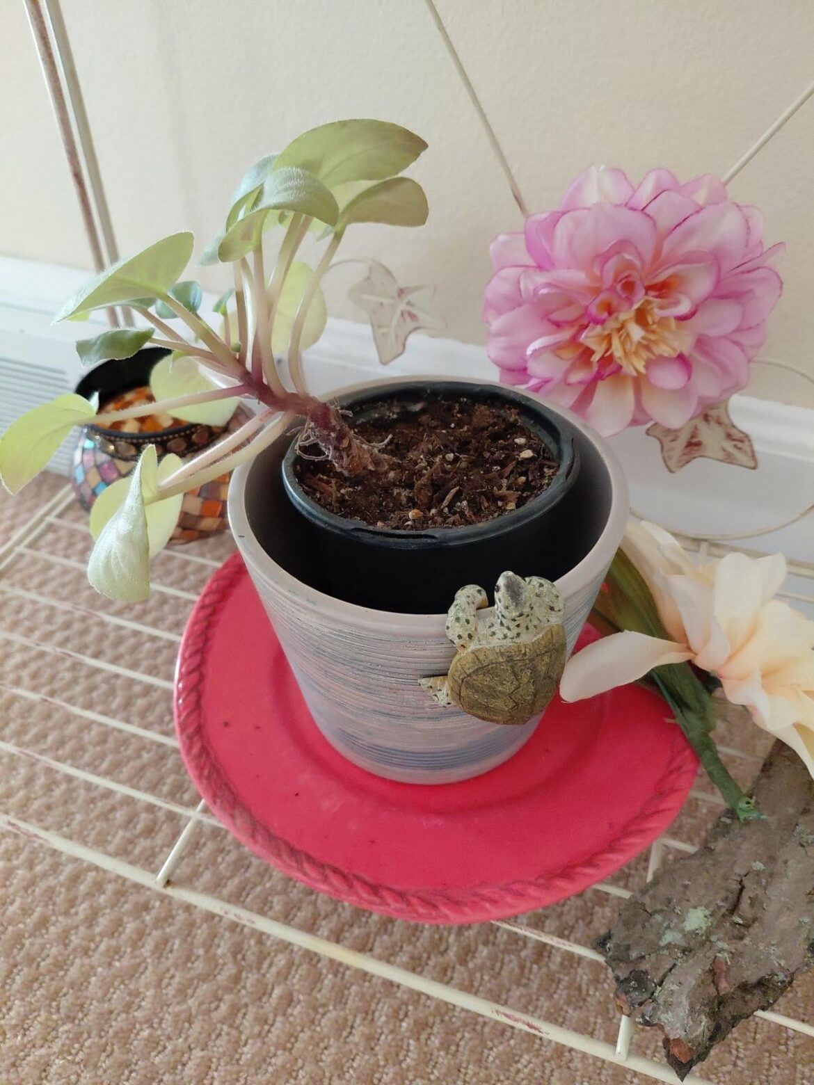 Advice needed 🫶🏻