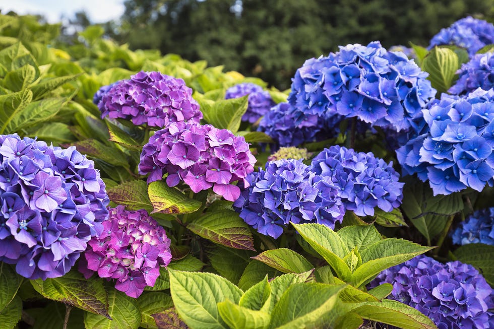 Flowers of a bigleaf hydrangea (Hydrangea macrophylla), pink, blue, hydrangea hedge, close-up, Cornwall, southern England, England, Great Britain Flowers of a bigleaf hydrangea (Hydrangea macrophylla), pink, blue, hydrangea hedge, close-up, Cornwall, southern England, England, Great Britain