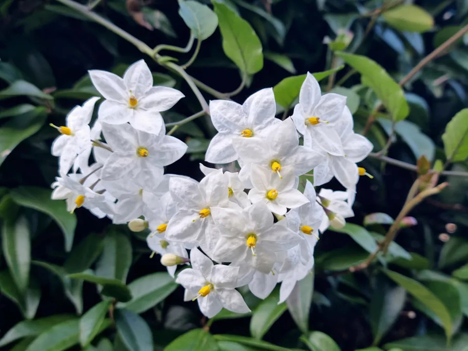 jasmine nightshade or potato vine (solanum jasminoides, solanum laxum) flowering in cannobio, lake maggiore, province of verbano cusio ossola, piedmont region in northern italy. part of the unesco biosphere reserve ticino valgrande verbano.