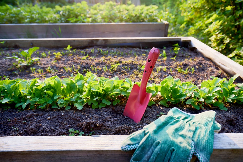 gardening tools and seedlings in a raised bed garden
