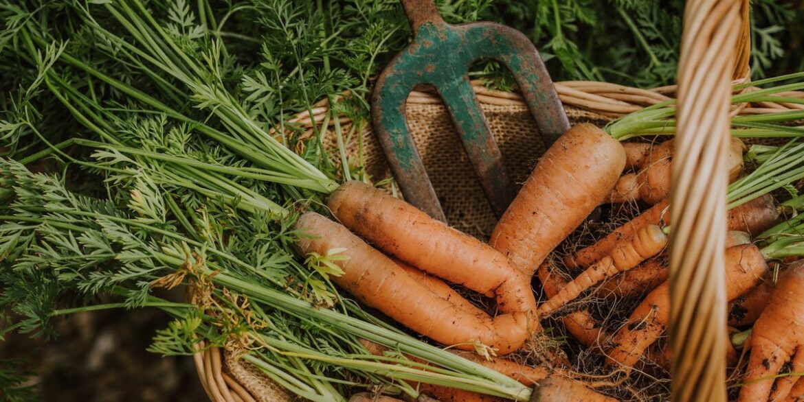 How To Sow And 4 Quirky Varieties To Try How To Sow And 4 Quirky Varieties To Try