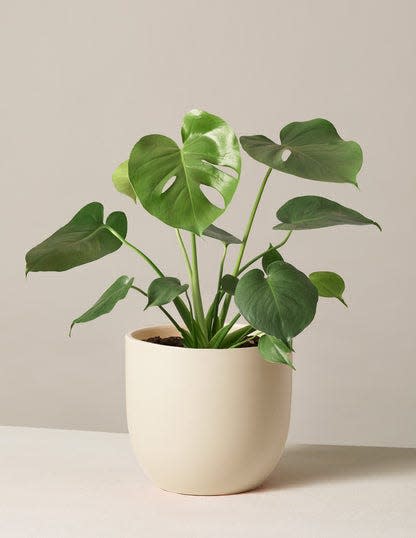 37 Low-Light Houseplants That THRIVE in Darkness