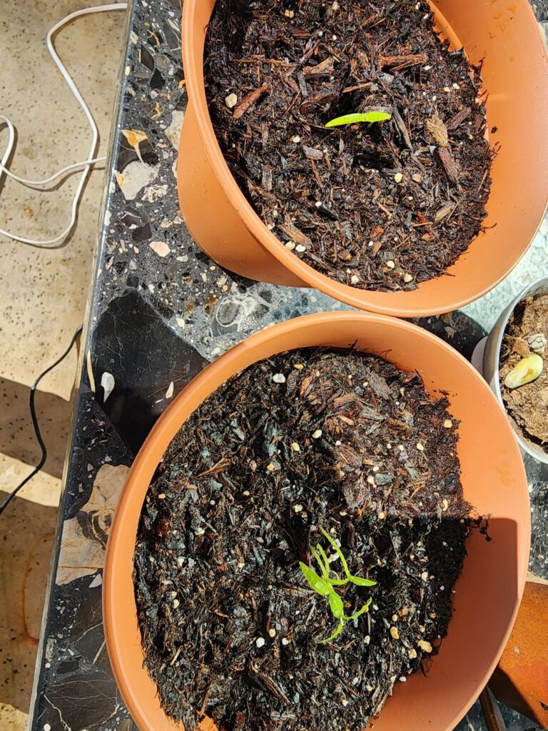 Korean peppers