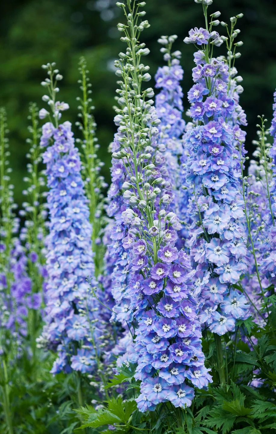 delphinium flower