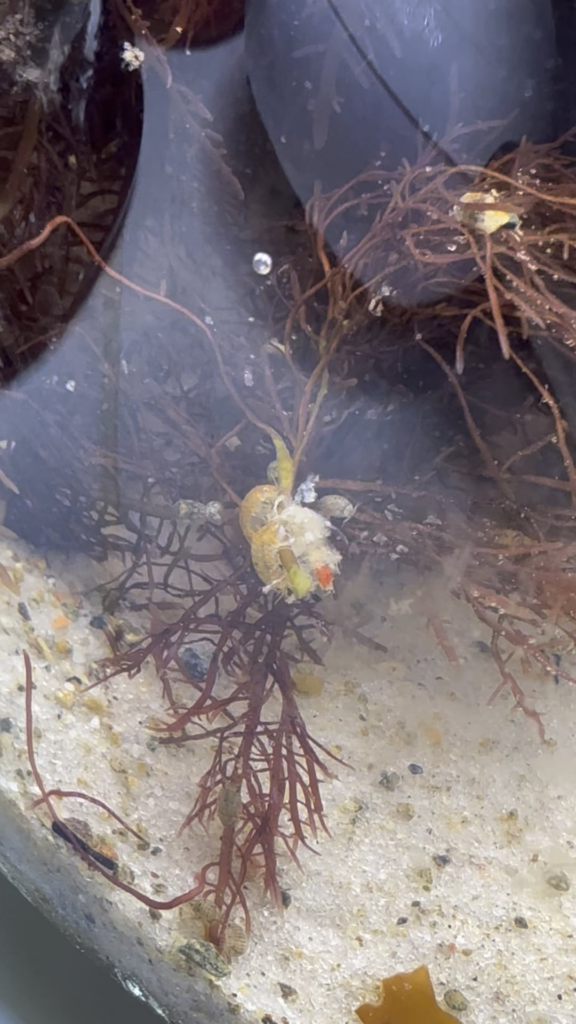 Saltwater jar, what are these little bugs?