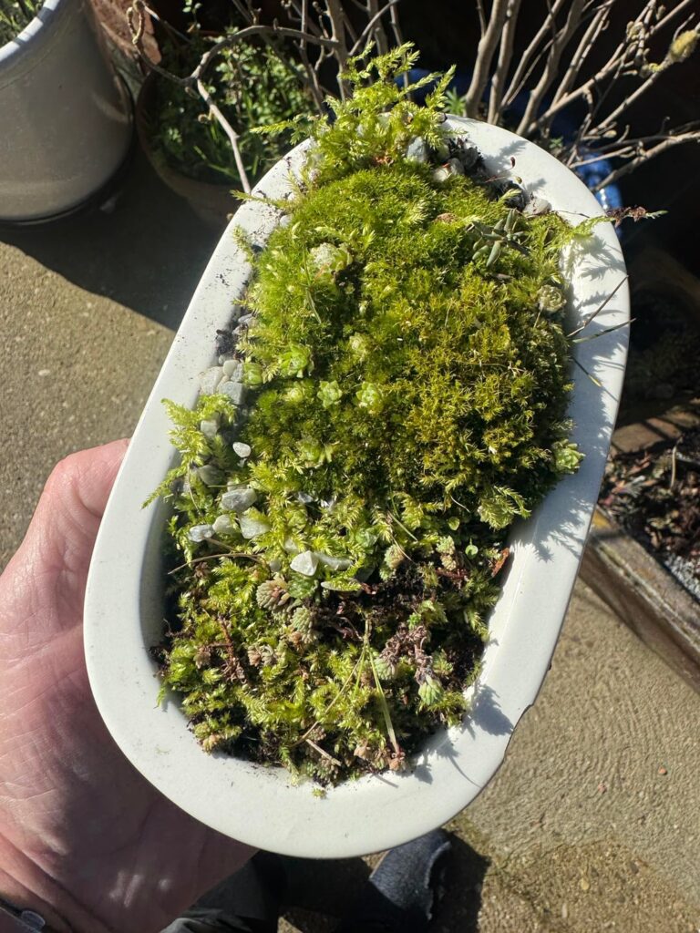 Had another go with some moss from the garden and an old soap dish