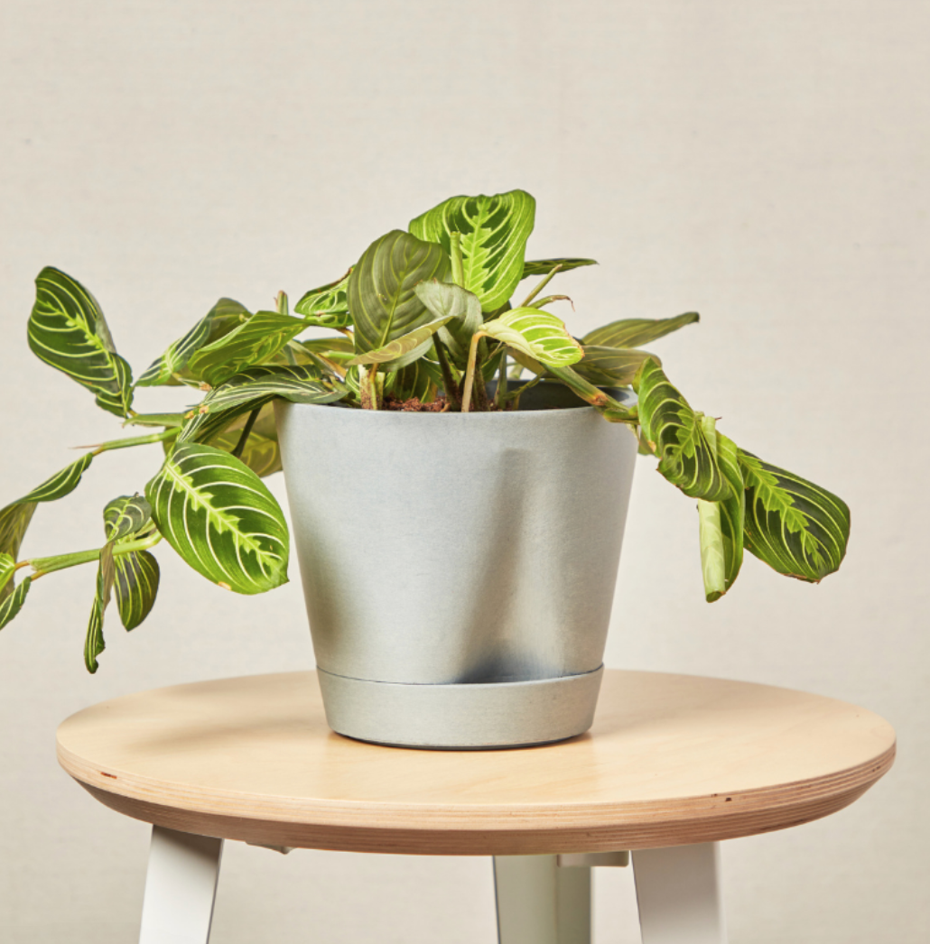 37 Low-Light Houseplants That THRIVE in Darkness