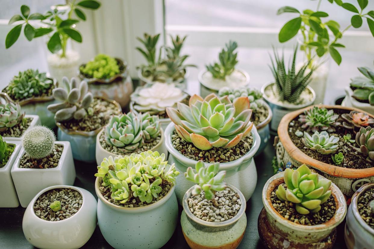 succulent plants in Balcony