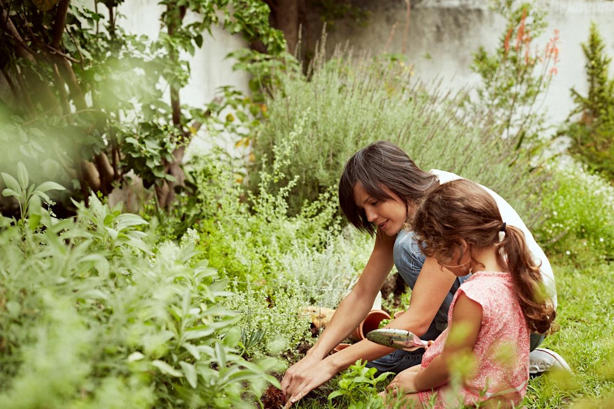 how to start a sustainable garden for beginners