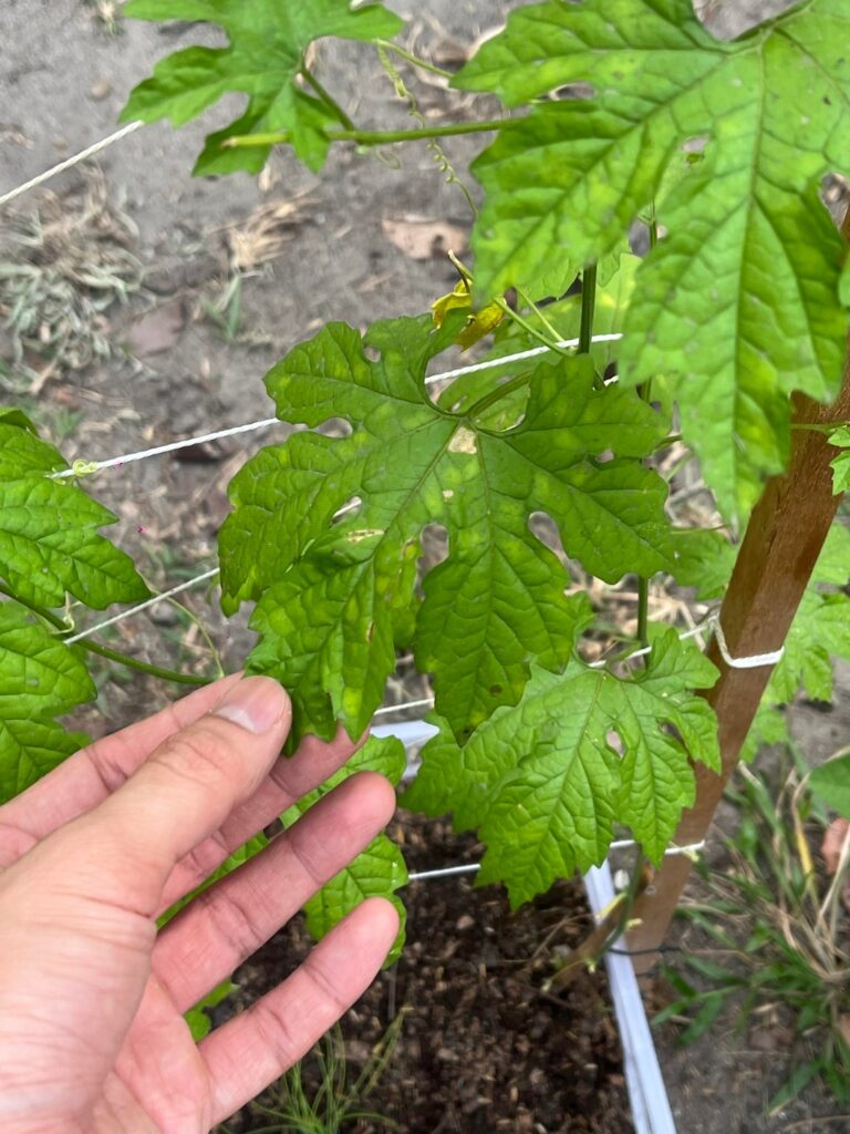 Is my bitter gourd okay?