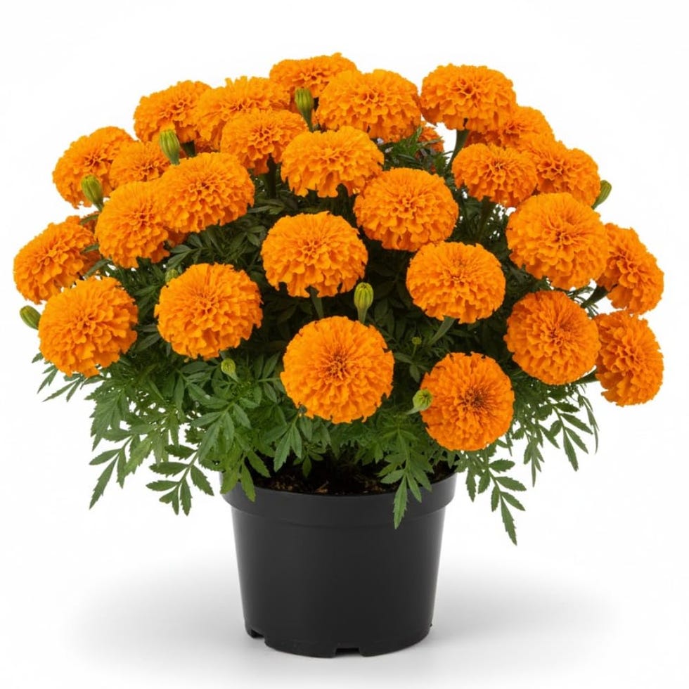 <p>Marigolds, Two Live Plants</p>