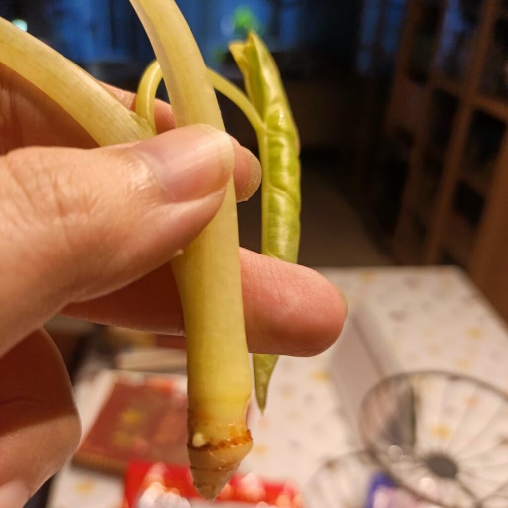 Is it possible to save and propagate this broke frydek stem?
