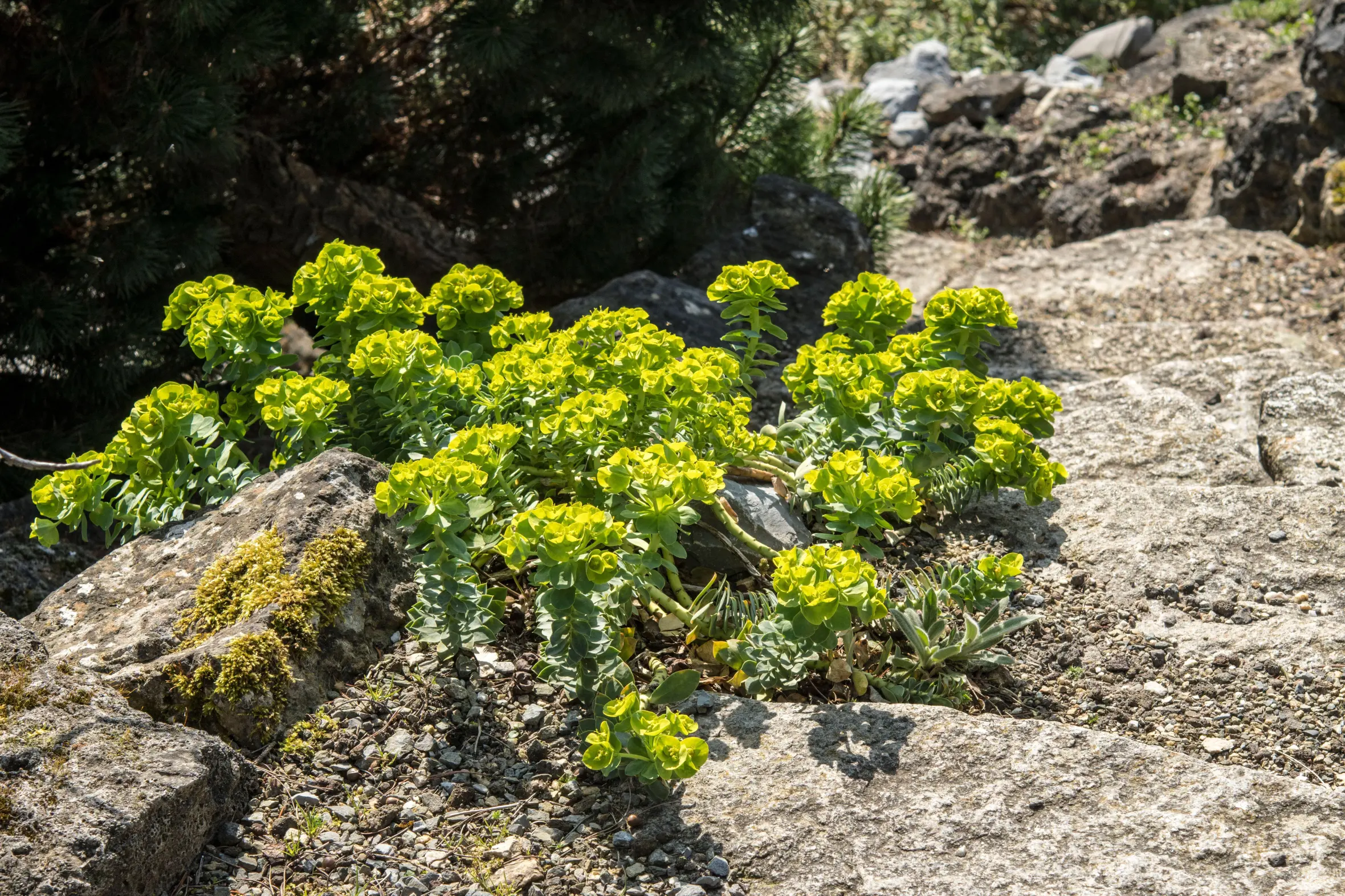 Euphorbia myrsinites plants growing among rocks.
