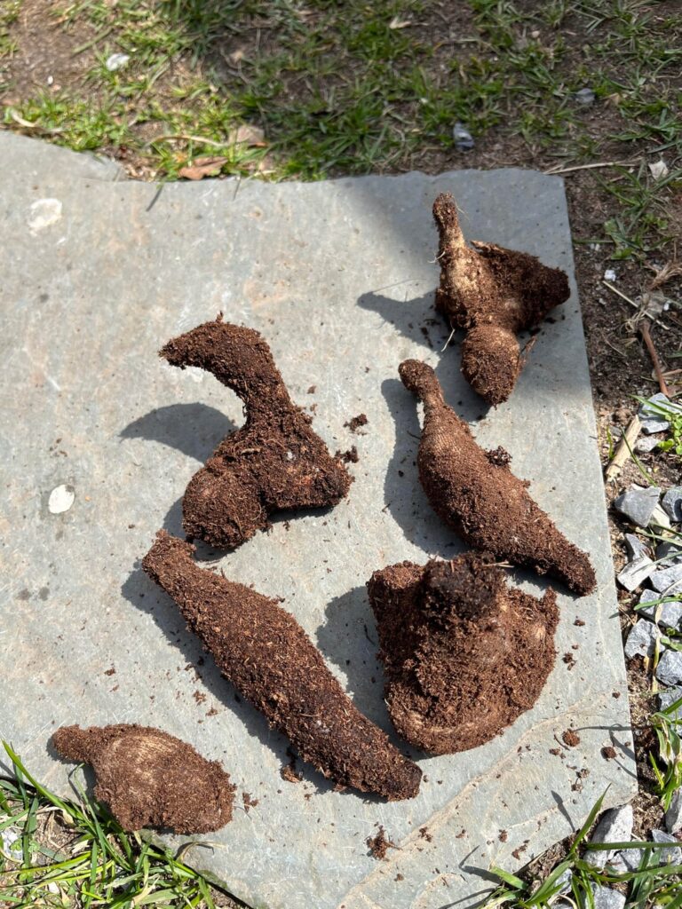 A bit of mold on new tubers
