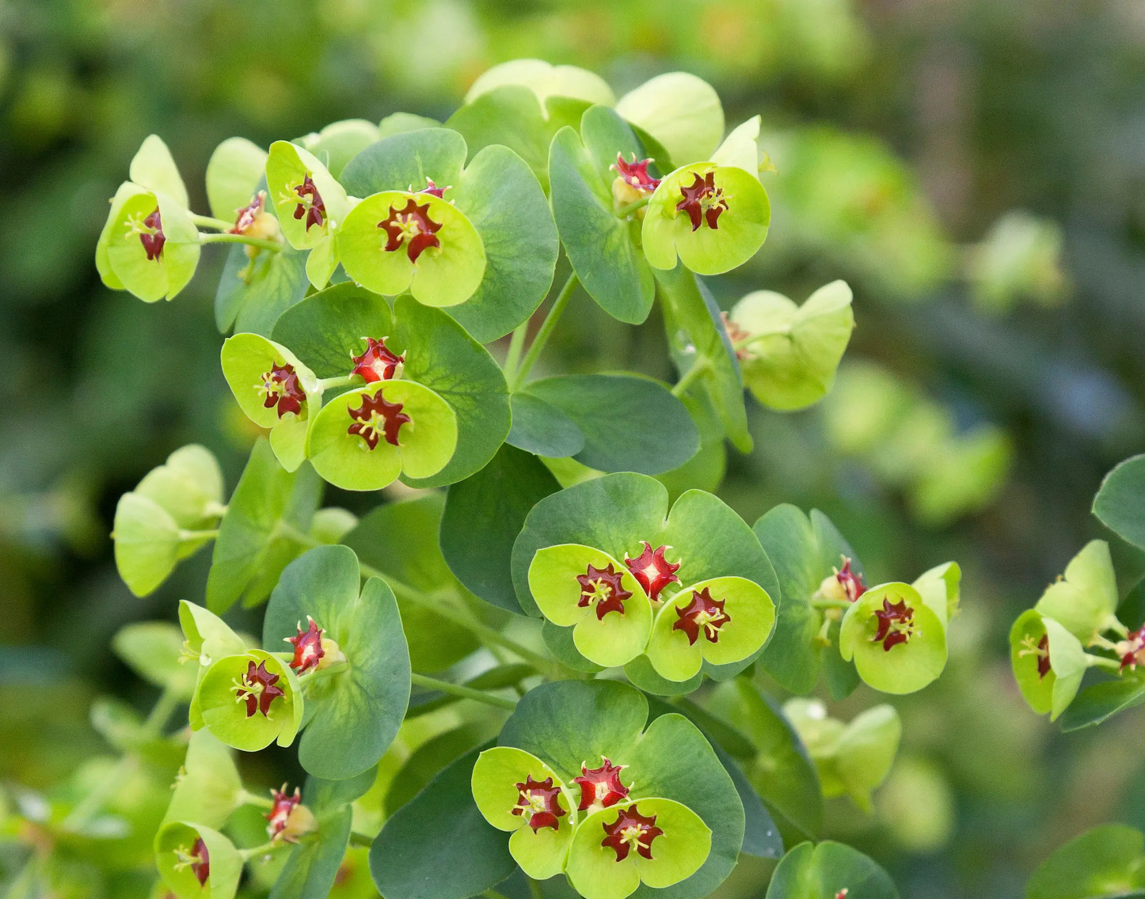 Euphorbia x martinii 'Tiny Tim' spurge with tiny red flowers at the center of lime green bracts.