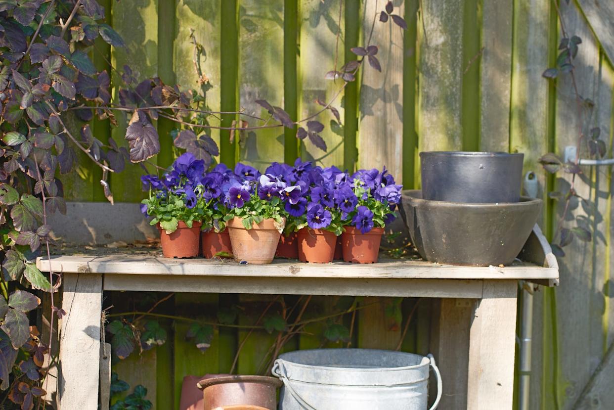 Rustic gardening setup with violet flowers on a wooden bench against a green wall