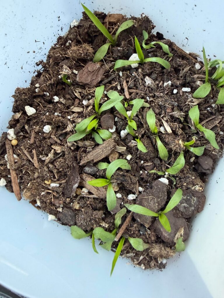 When should I plant seedlings? When should I plant seedlings?