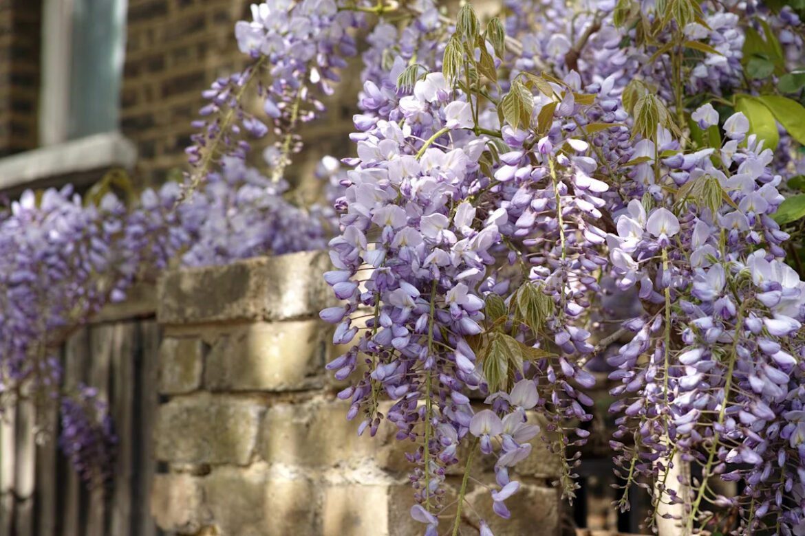 15 Invasive Plants That Can Take Over Your Garden Yahoo creators home