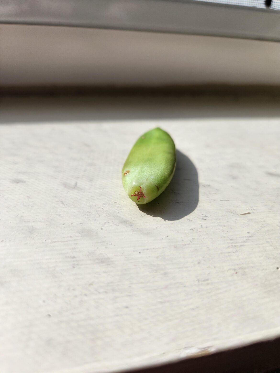Stonecrop prop? Stonecrop prop?