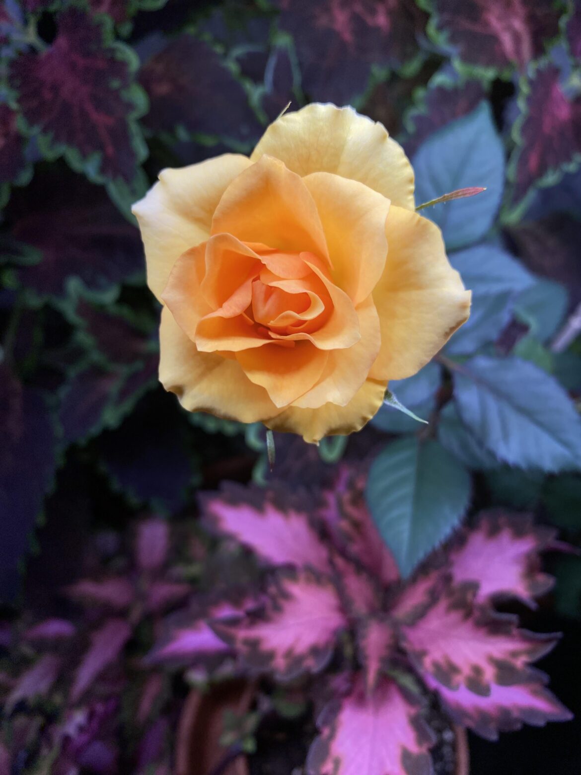 My indoor garden is giving me gorgeous! Anyone else keeping mini roses?
