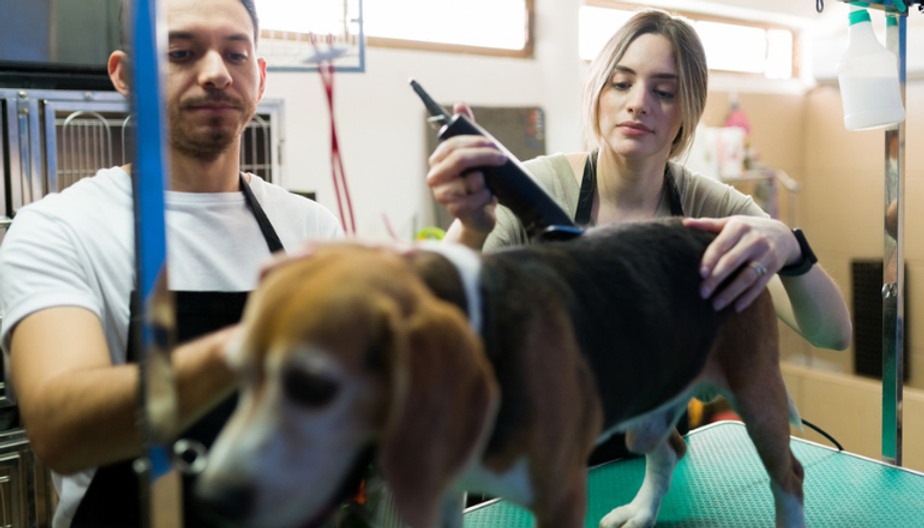 Dog Grooming Business Proposed For Cowes Garden Cabin Facebook