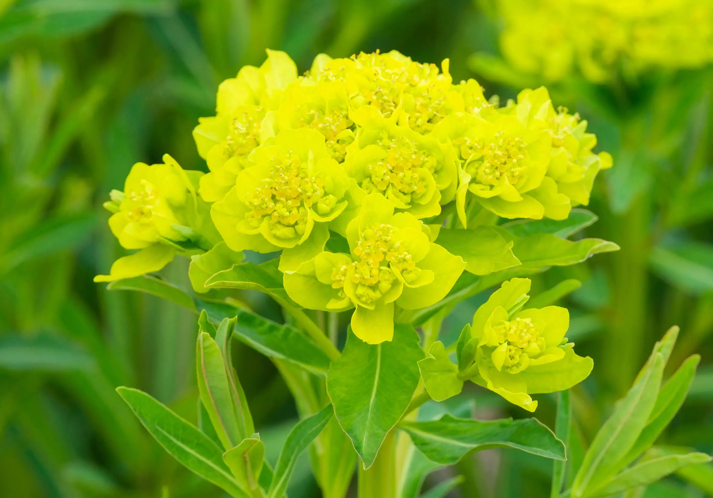 Marsh spurge (Euphorbia palustris) with bright greenish-yellow flowers in large terminal clusters.