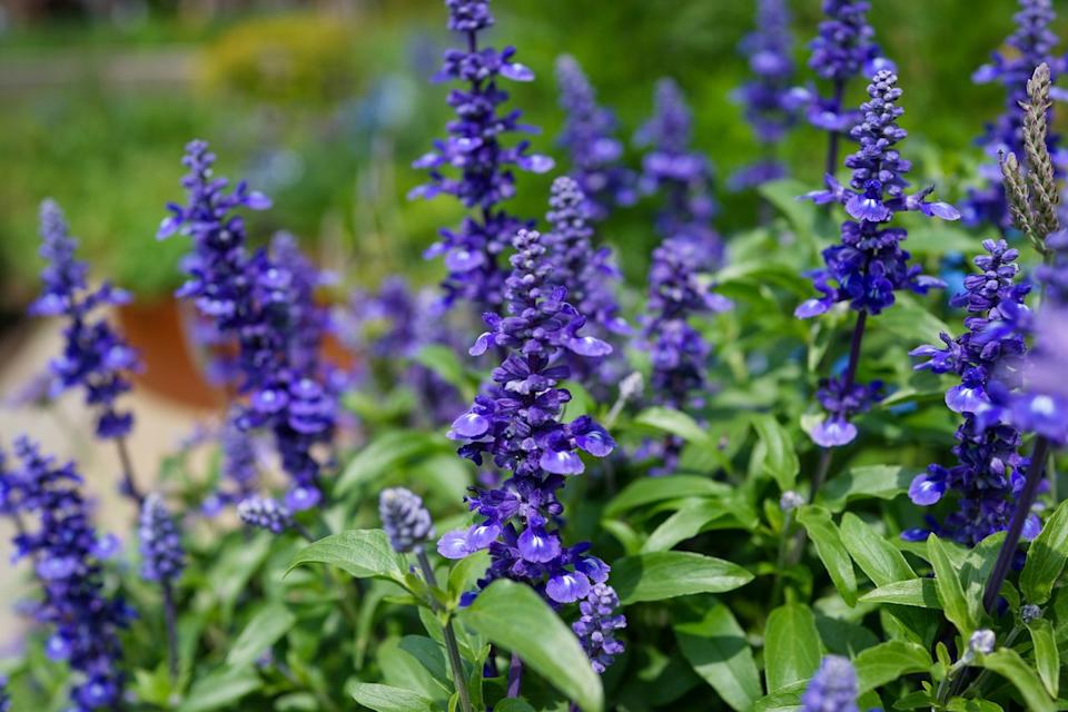 Credit: wulingyun/Getty Images