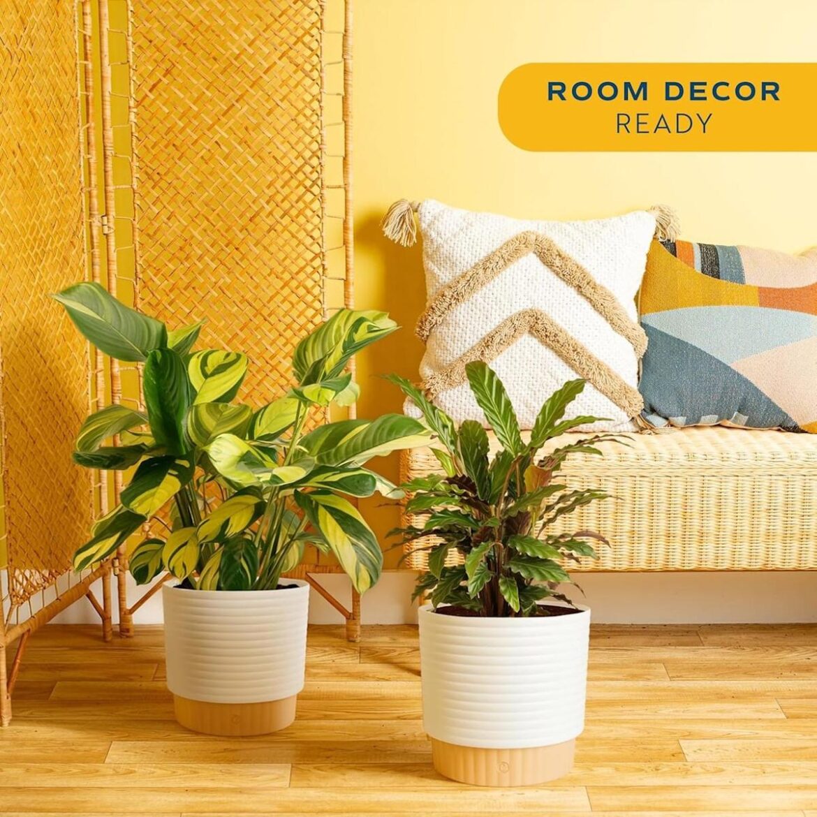 I'm a Tropical Plant Mom and Amazon's Having the BEST Deals on These Insta-Worthy Varieties