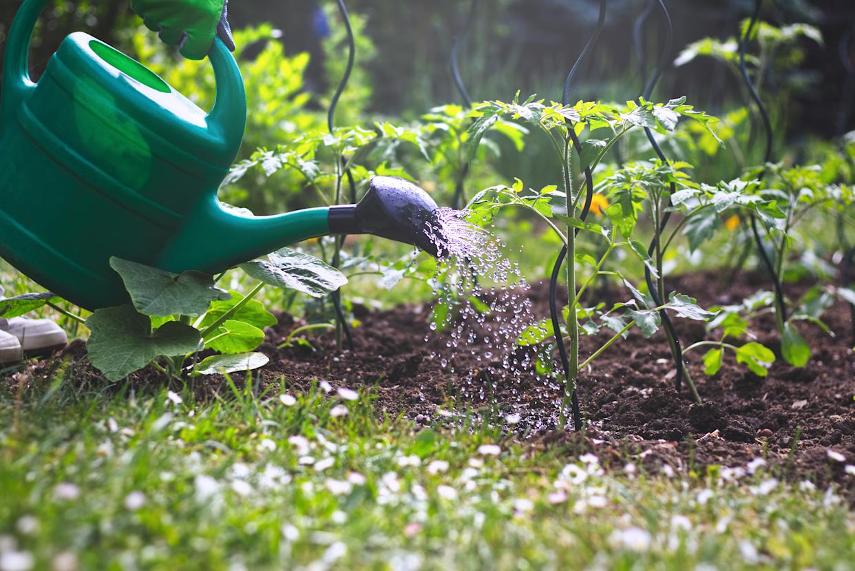 Watering tomatoes seedling in organic garden.