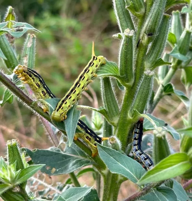 One gardener's laidback approach certainly paid off in the form of some entertaining visitors as they shared in the r/fucklawns subreddit.