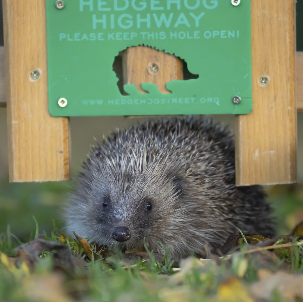 hedgehog near a sign indicating a hedgehog highway entrance