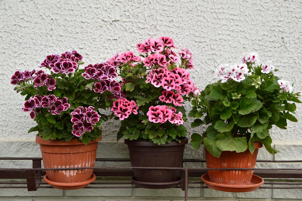 pink, white and purple blooming geraniums, pelargonium grandiflorum, growing in the pot