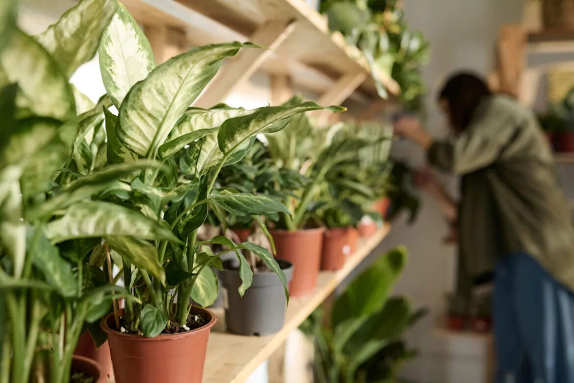 Gardener raises concerns about local nursery’s products Yahoo lifestyle home