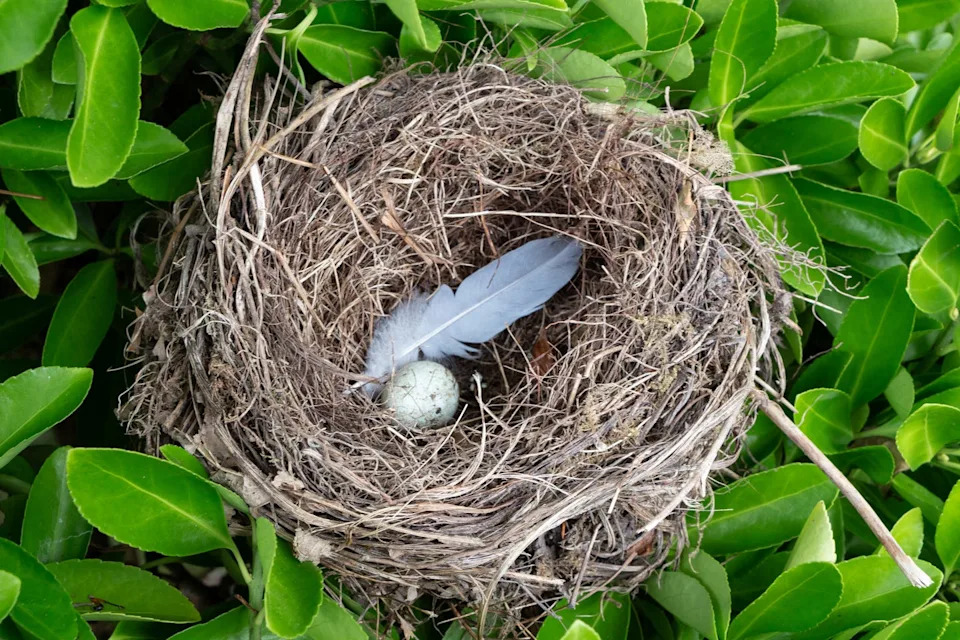 nest with egg and feather in an hedge