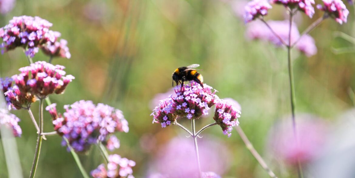 Help Hungry Bees This Spring With These 6 Easy 10-Minute Gardening Jobs