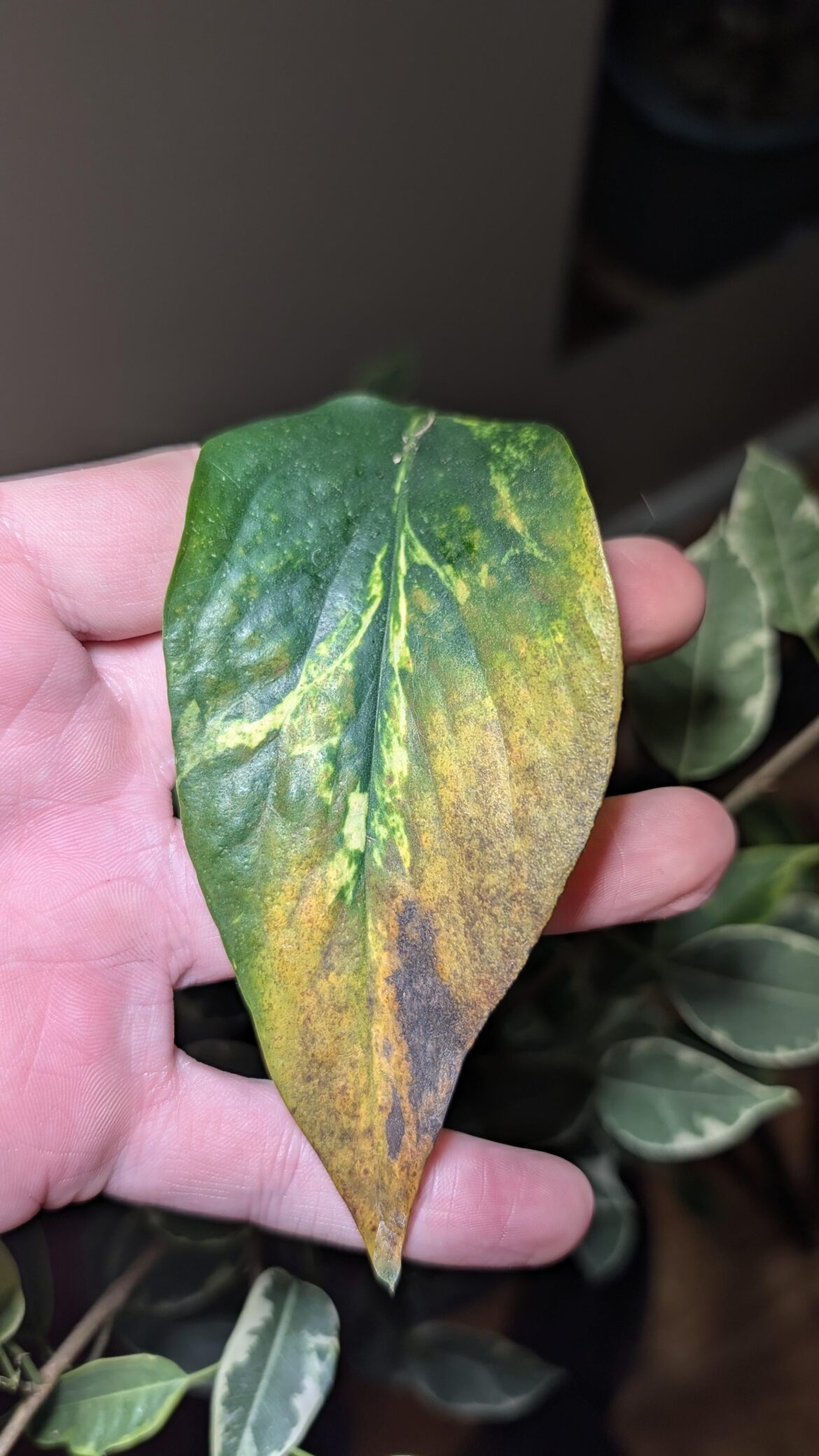 What's wrong with my pothos?