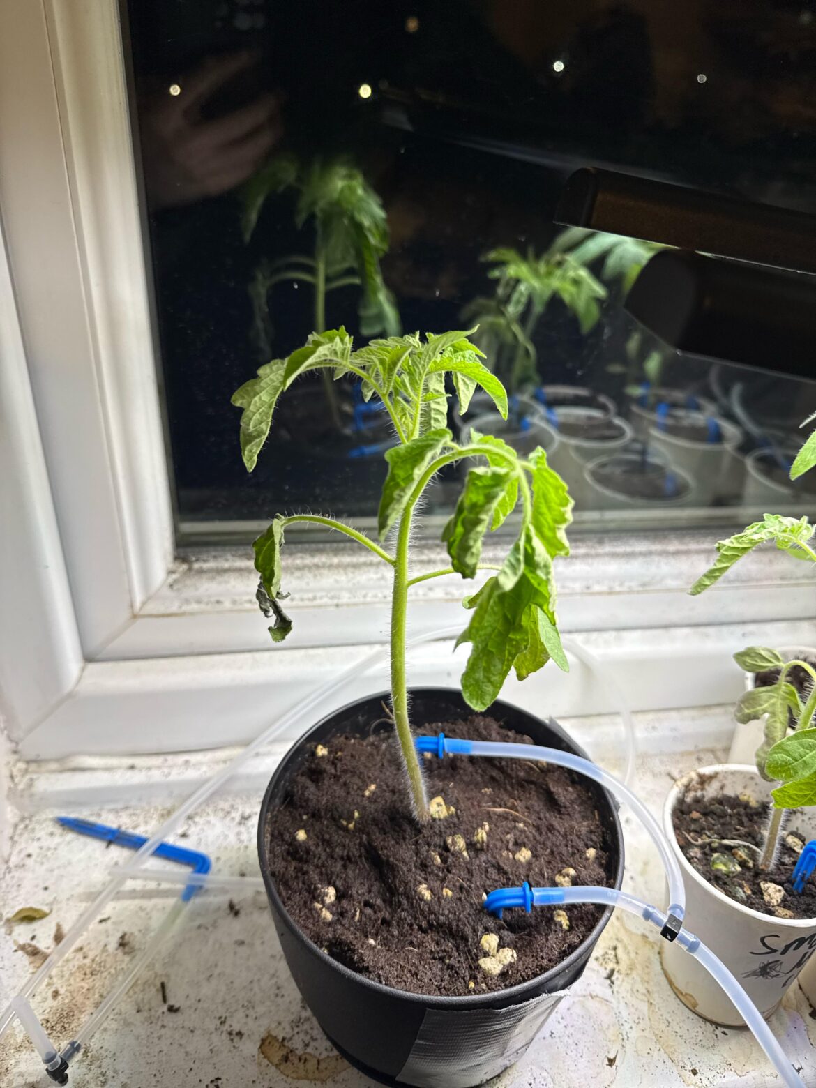 Issue with my tomatoes