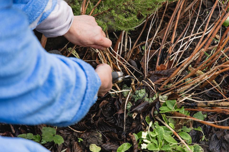 Close-up of hands using secateurs to prune plants in a home garden, seasonal gardening and plant care concept.