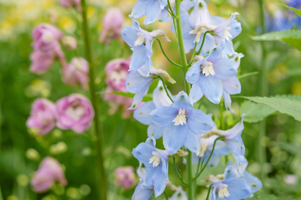 old fashioned flowers delphinium