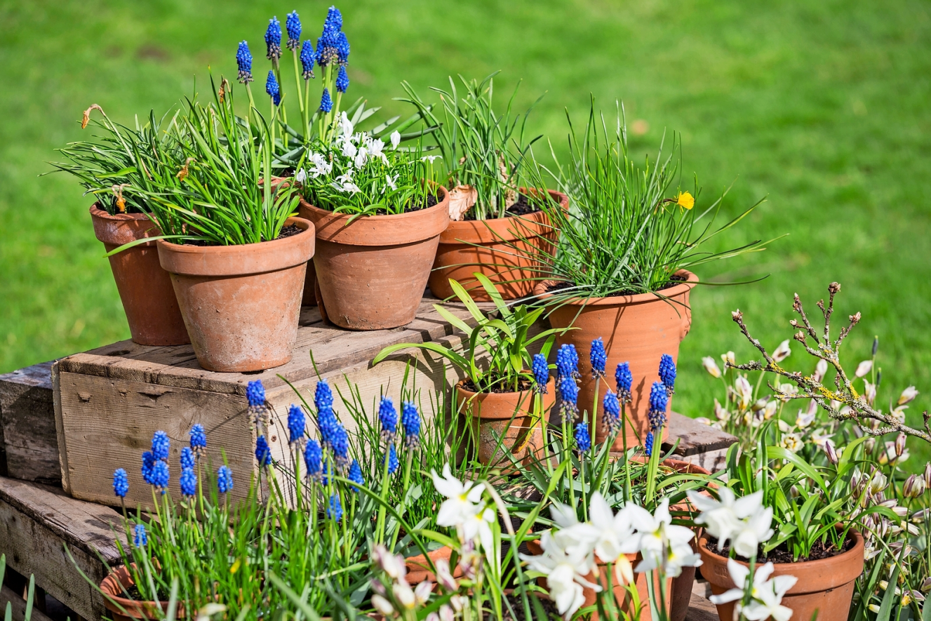 Spring flower display in the garden at Chartwell, Kent, including grape hyacinths and daffodils.