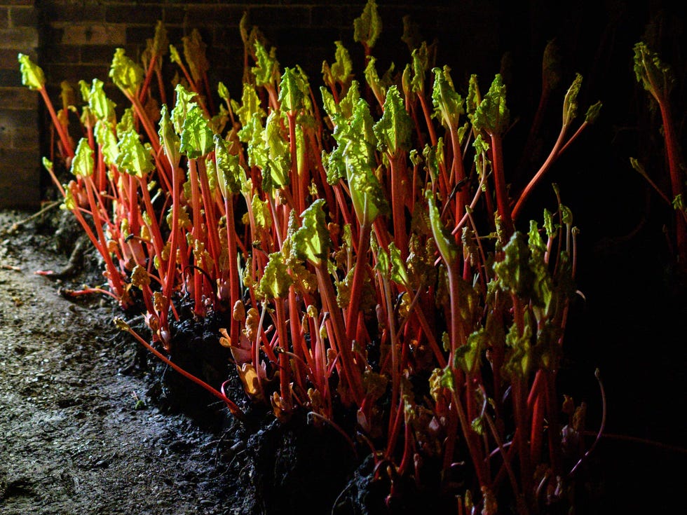 BRITAIN-LIFESTYLE-AGRICULTURE-RHUBARB-OFFBEAT