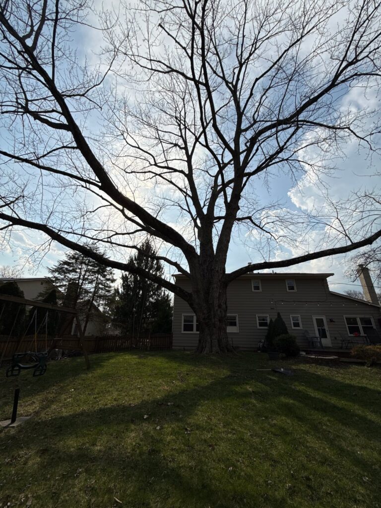 Big ol silver maple - what to do