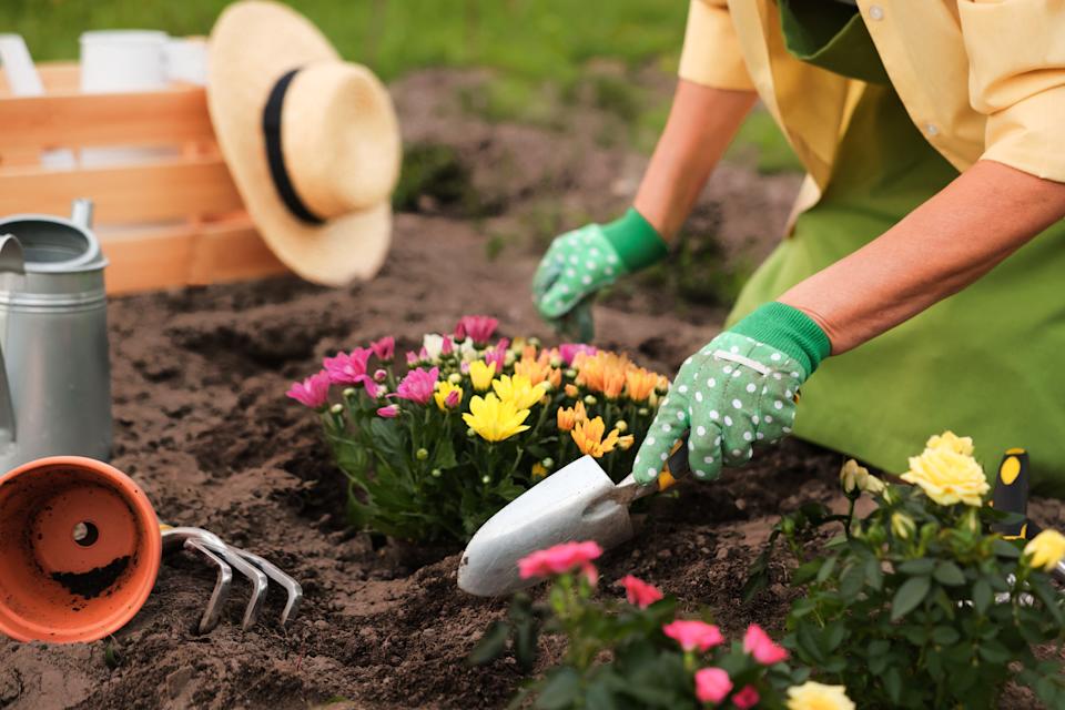 Close-up of a woman planting flowers in her freshly tilled garden bed, while wearing green polka-dot gardening gloves