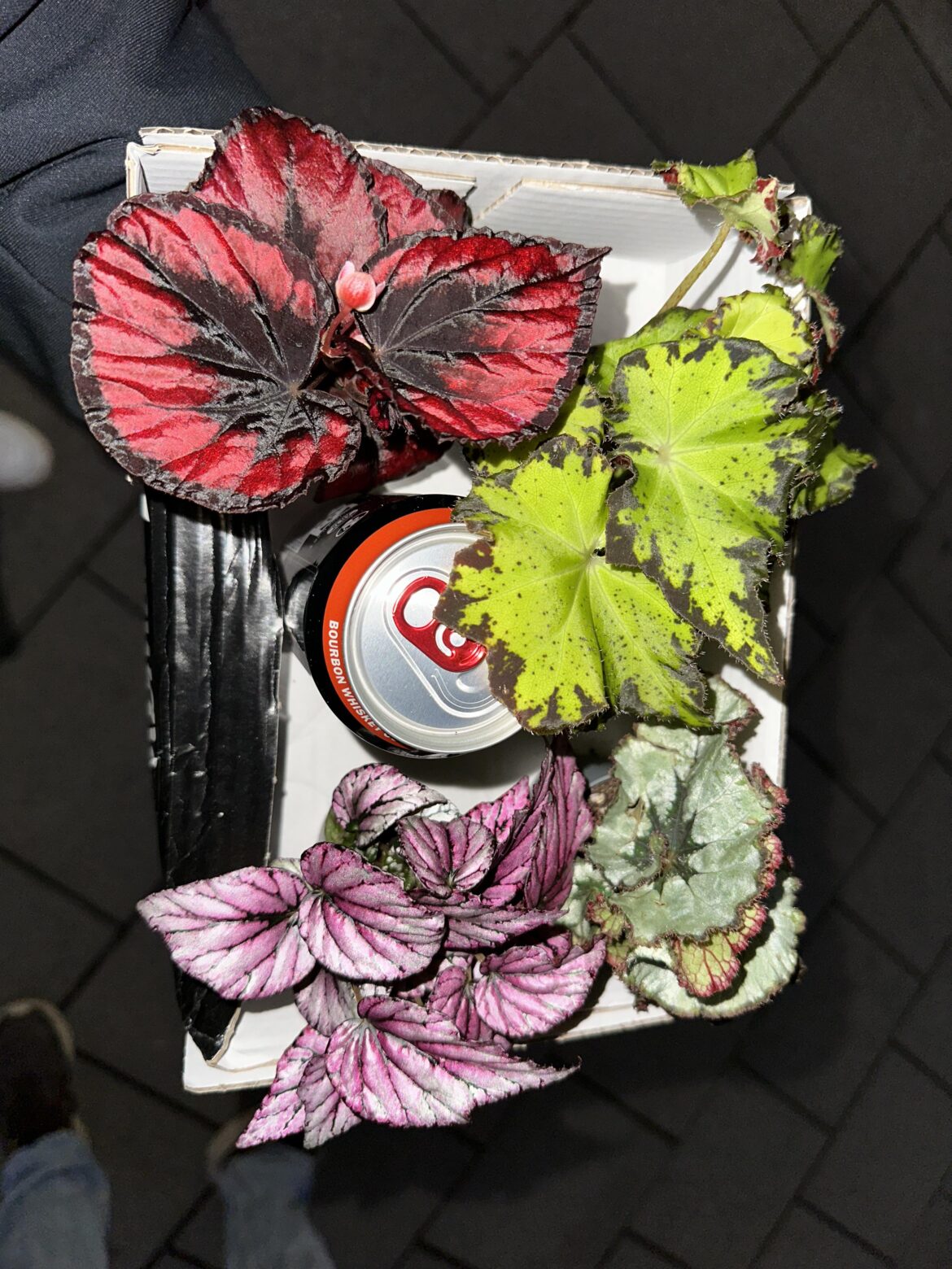 Can someone help id them?