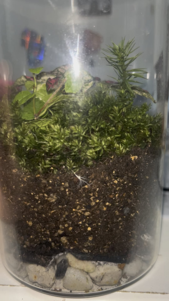 Need help with probably mold in moss closed ecosystem.