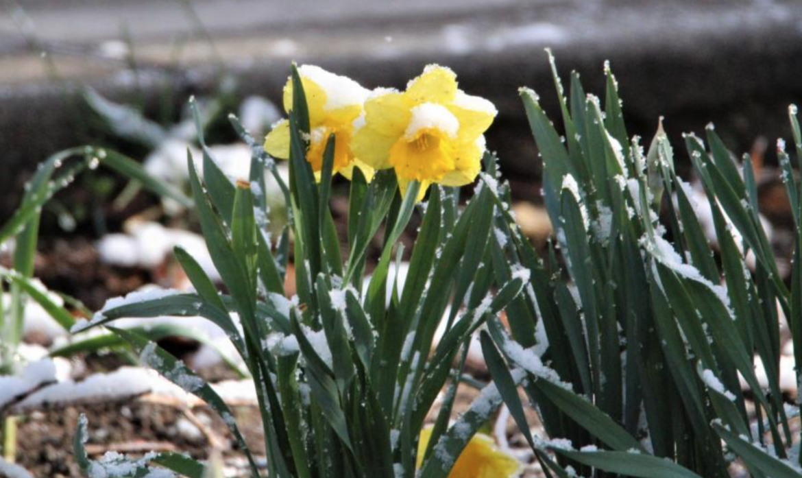 Northern Nevada landscapes and backyards: Recent storm makes for a happy gardener