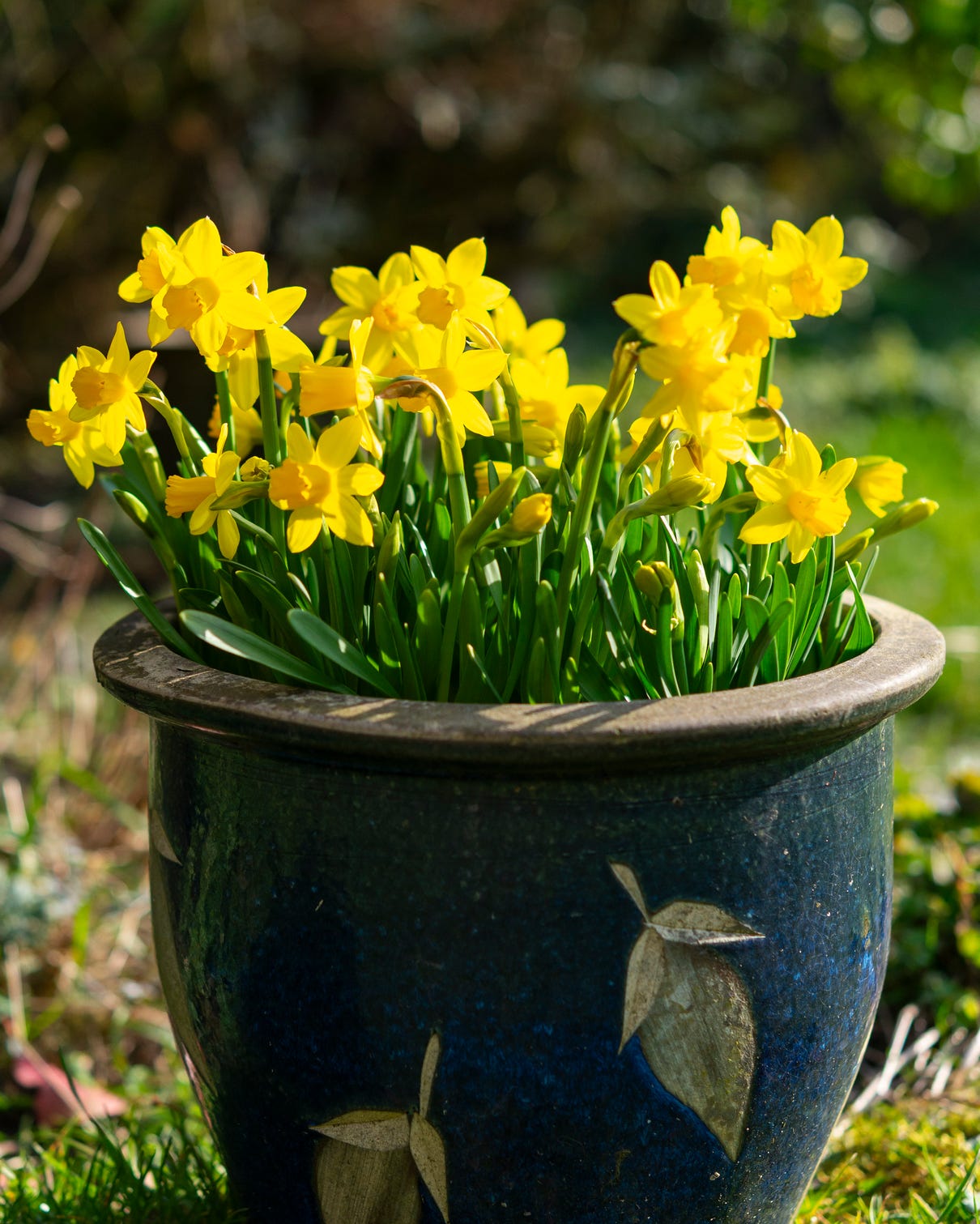 a very popular variety of dwarf daffodil with bright yellow flowers which is often used in containers